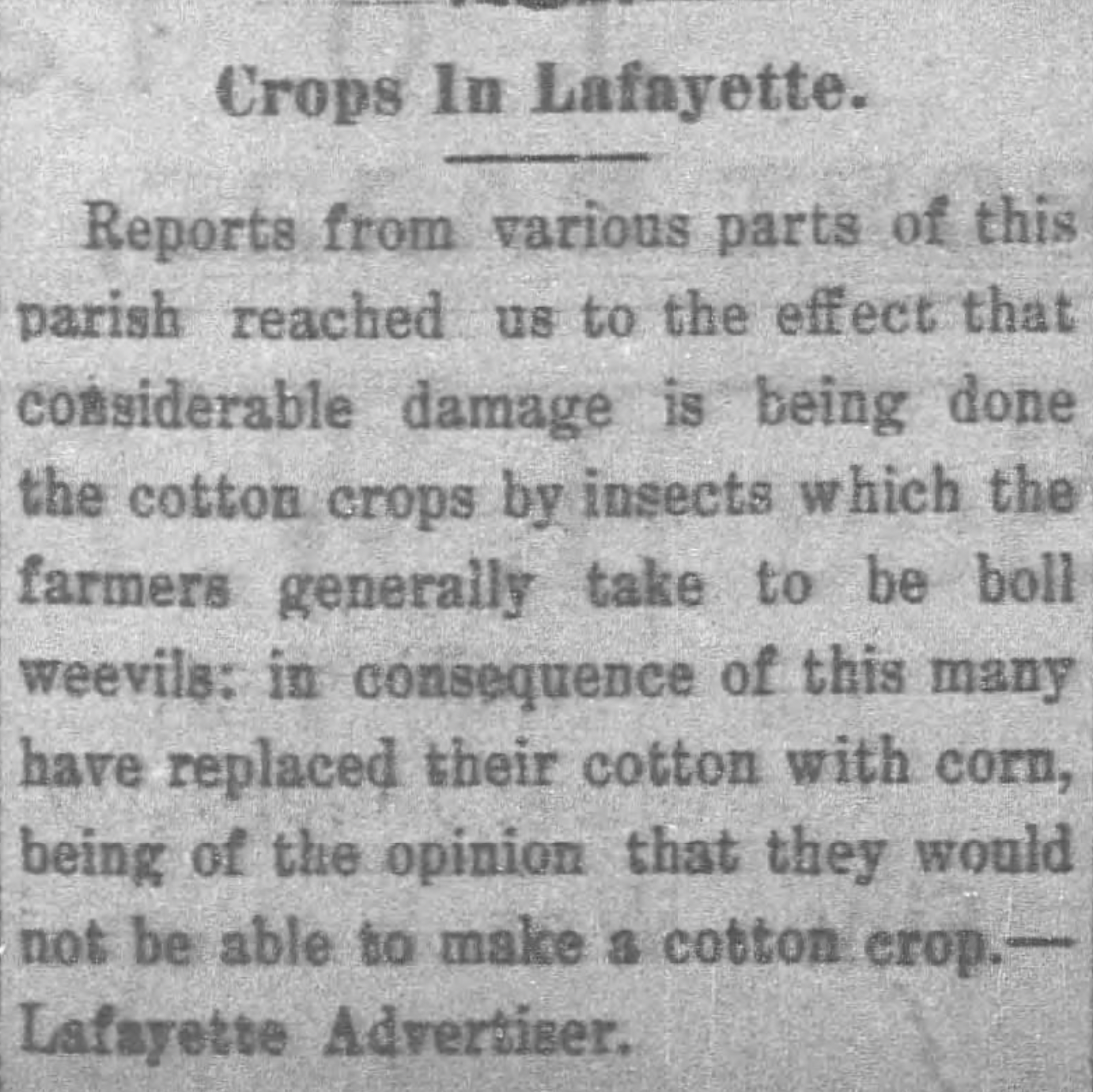 Newspaper clipping from the St. Landry Clarion, May 22, 1909, headlined "Crops In Lafayette," reporting that cotton crops across Lafayette Parish were being destroyed by insects the farmers took to be boll weevils, with many farmers replacing cotton with corn.
