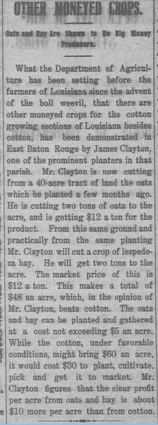 Newspaper clipping from the St. Landry Clarion, May 22, 1909, headlined "Other Moneyed Crops," reporting that James Clayton, a prominent planter in East Baton Rouge Parish, was cutting two tons of oats per acre at twelve dollars a ton and would harvest two tons of lespedeza hay from the same ground, demonstrating what the Department of Agriculture had been setting before Louisiana farmers since the advent of the boll weevil.