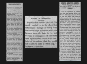 Composite image showing three newspaper clippings from page nine of the St. Landry Clarion of May 22, 1909, arranged left to right: "Crops In Lafayette" reporting boll weevil damage in Lafayette Parish, "Farmers Disappointed" reporting Irish potato crop failure in Avoyelles Parish, and "Other Moneyed Crops" reporting James Clayton's USDA-backed oats and hay success in East Baton Rouge Parish.